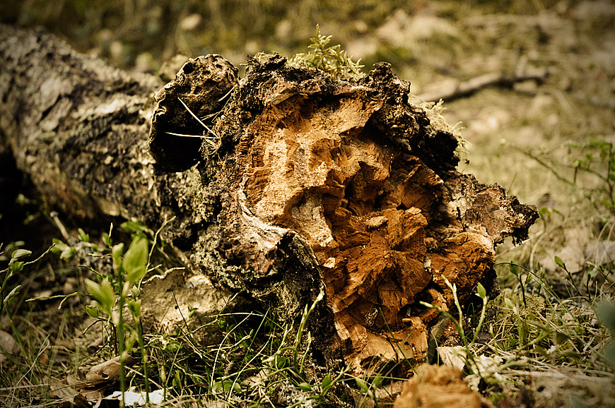 Log
