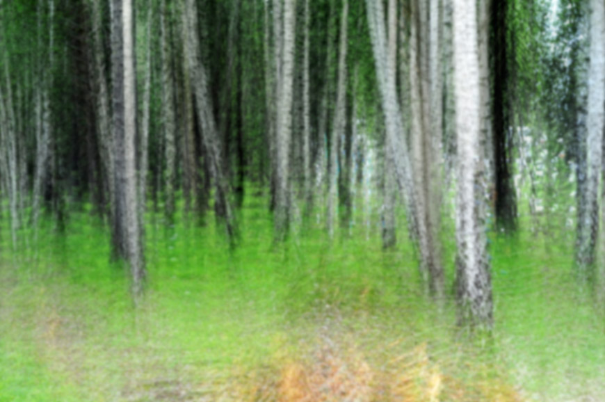 Birch trees