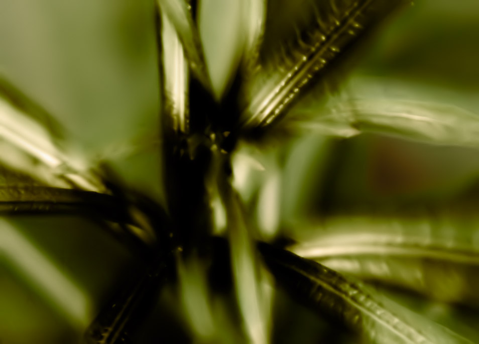 Leaves I dreamt