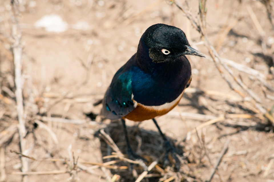 Starling