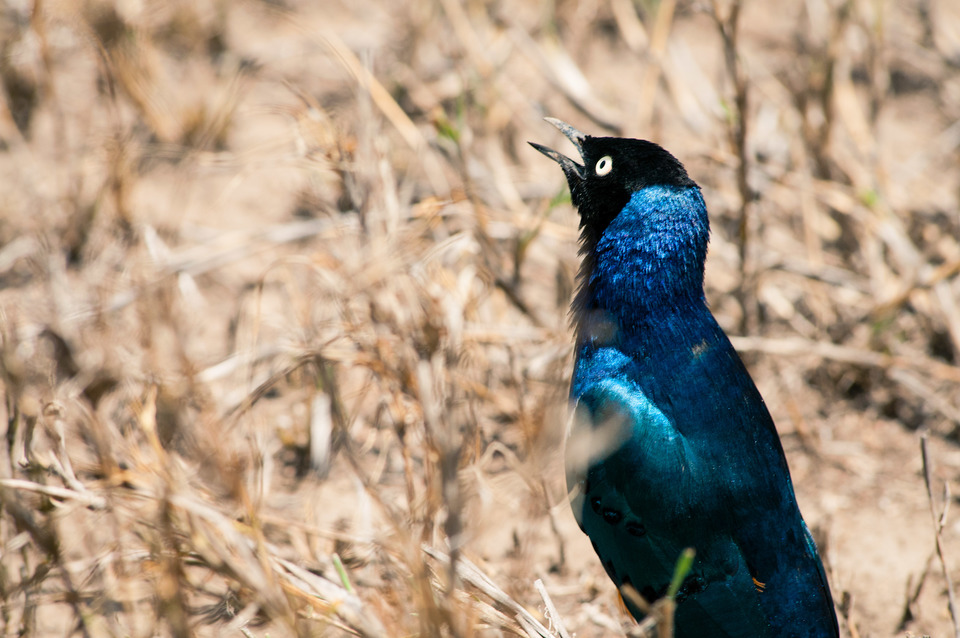Starling