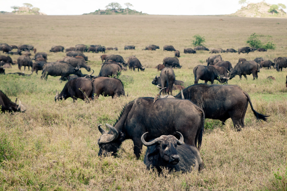 Buffalo