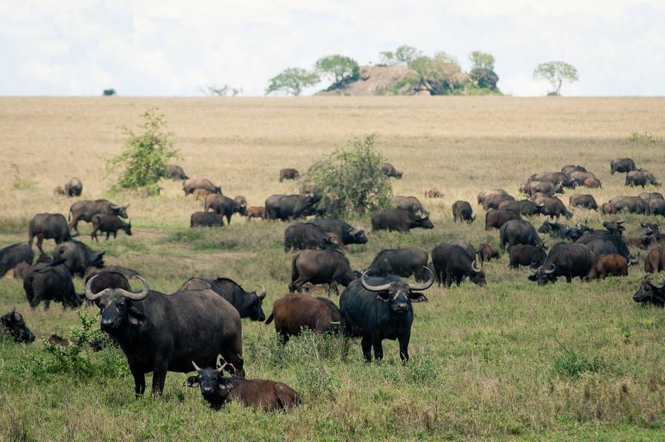Buffalo