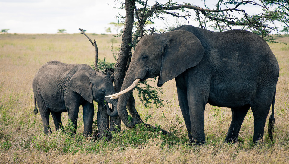 Elephants
