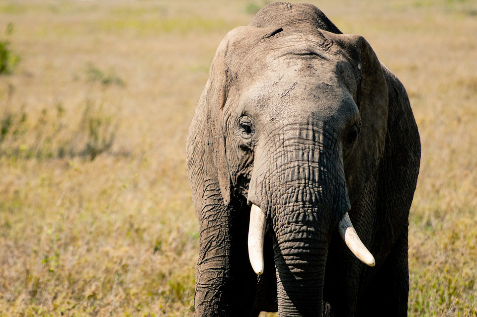 Elephant