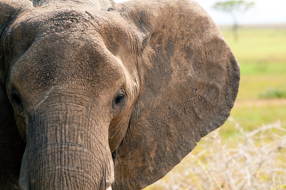 Elephants