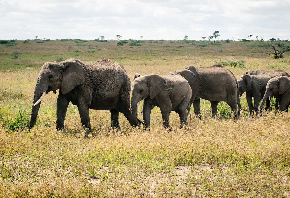 Elephants
