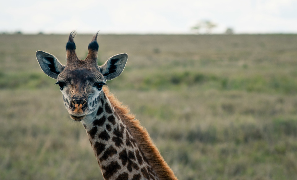 Giraffe