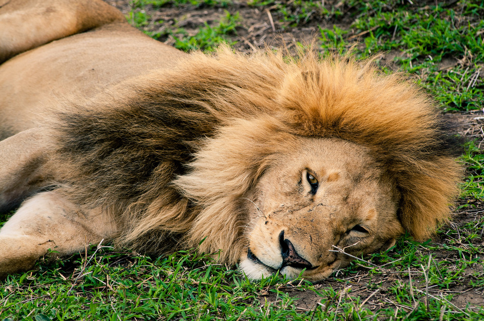Lion