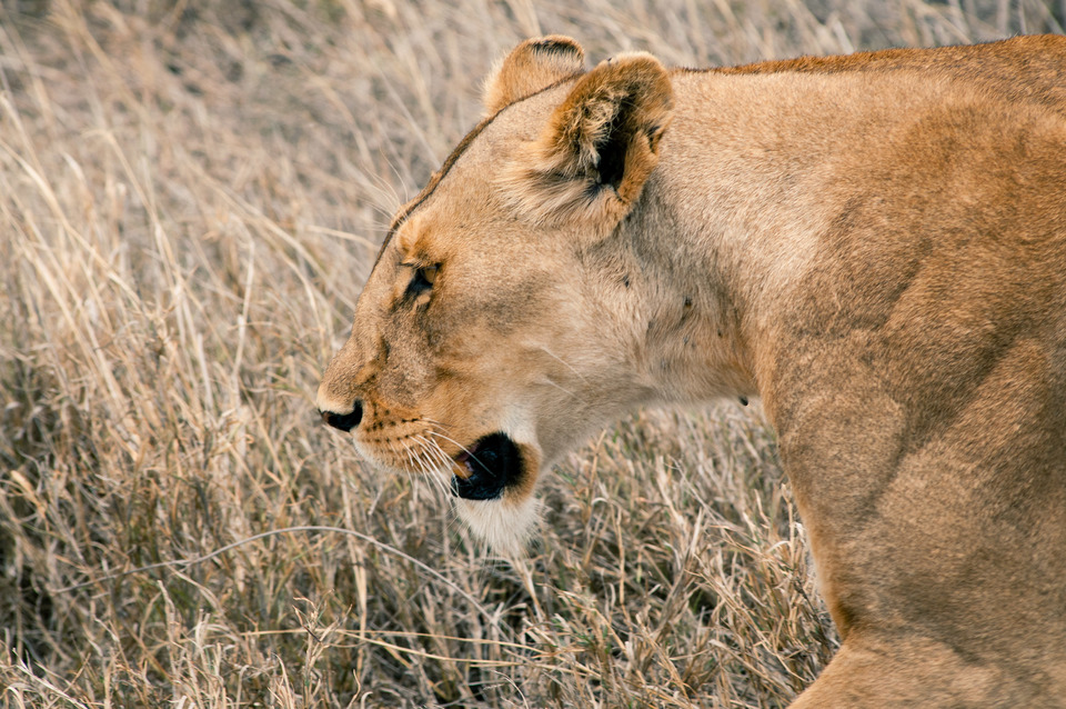Lioness