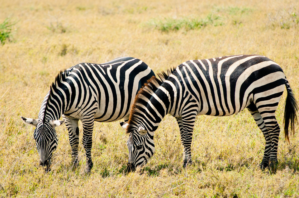 Zebras