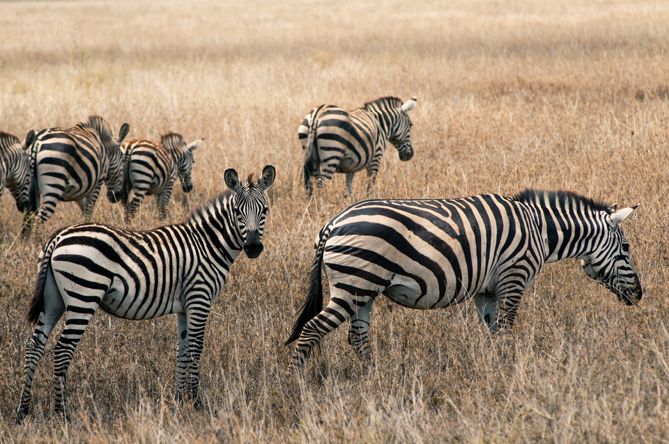 Zebras