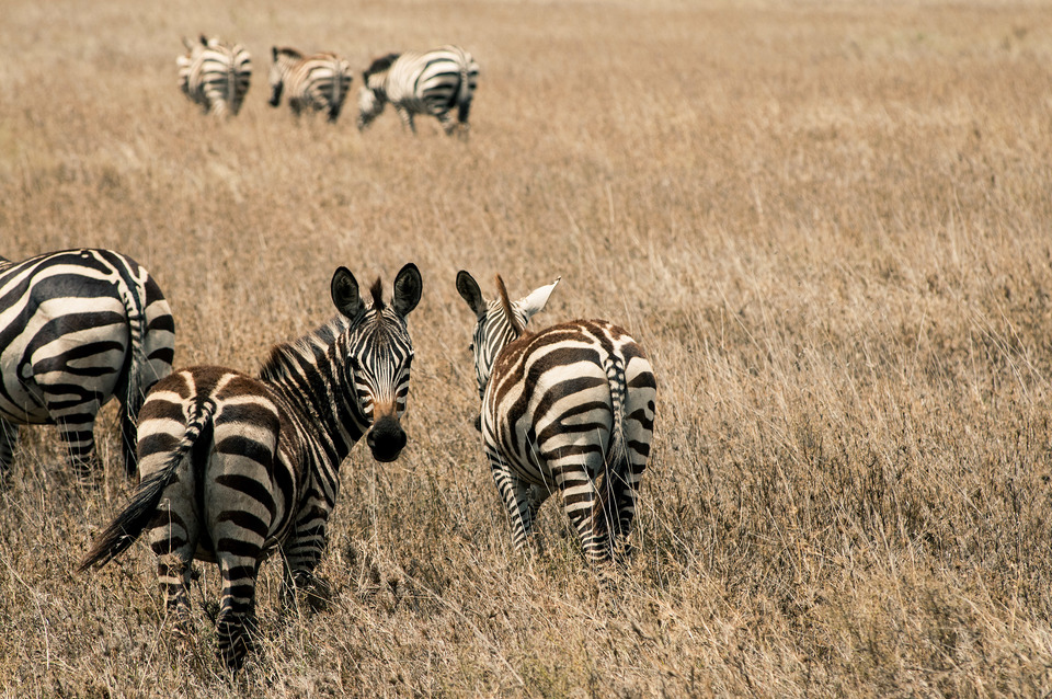 Zebras