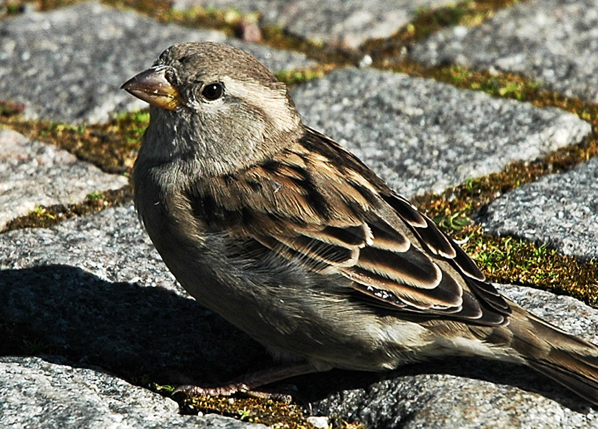The Sparrow