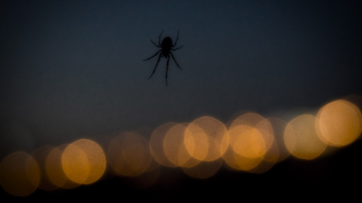 Spider...