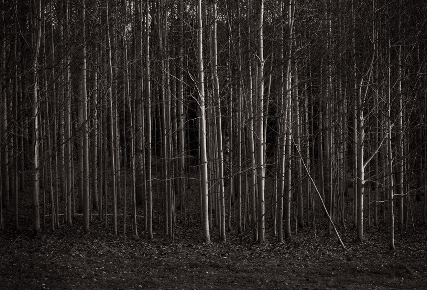 Autumn forest