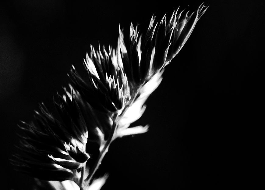 Midsummer Grass