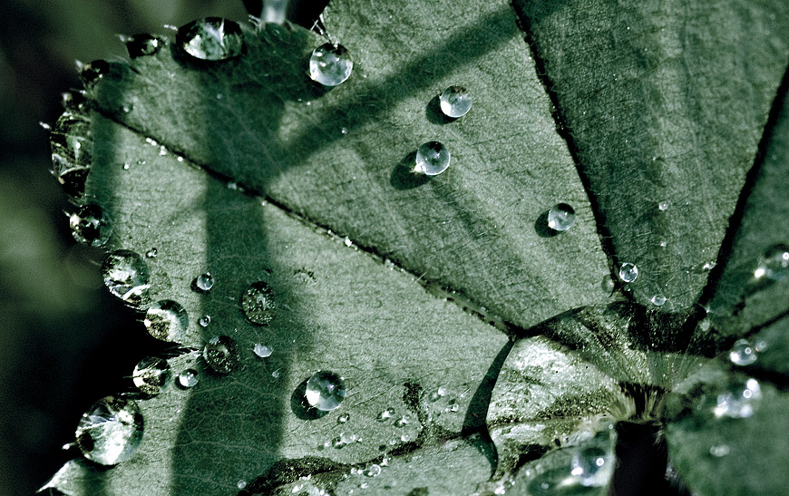 Dew drop II
