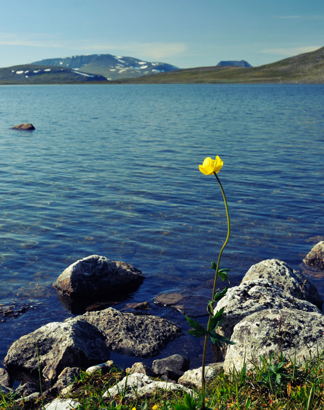 Swedish Mountain flower