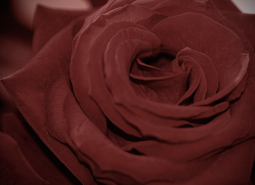 The Rose