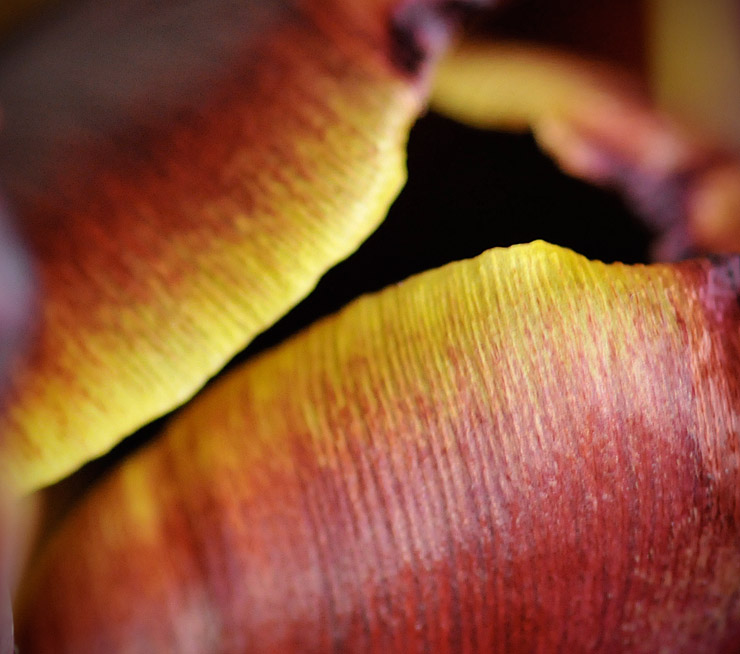 Tulip