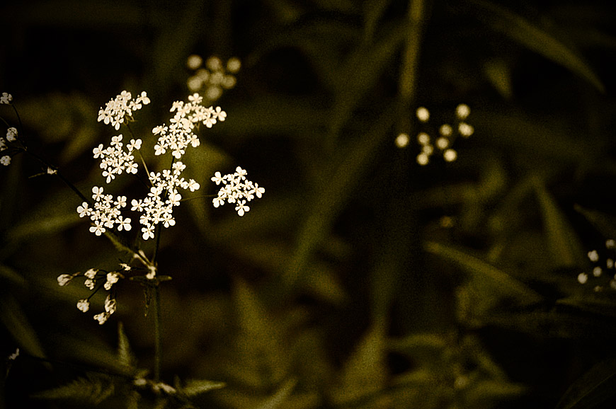 Stardust