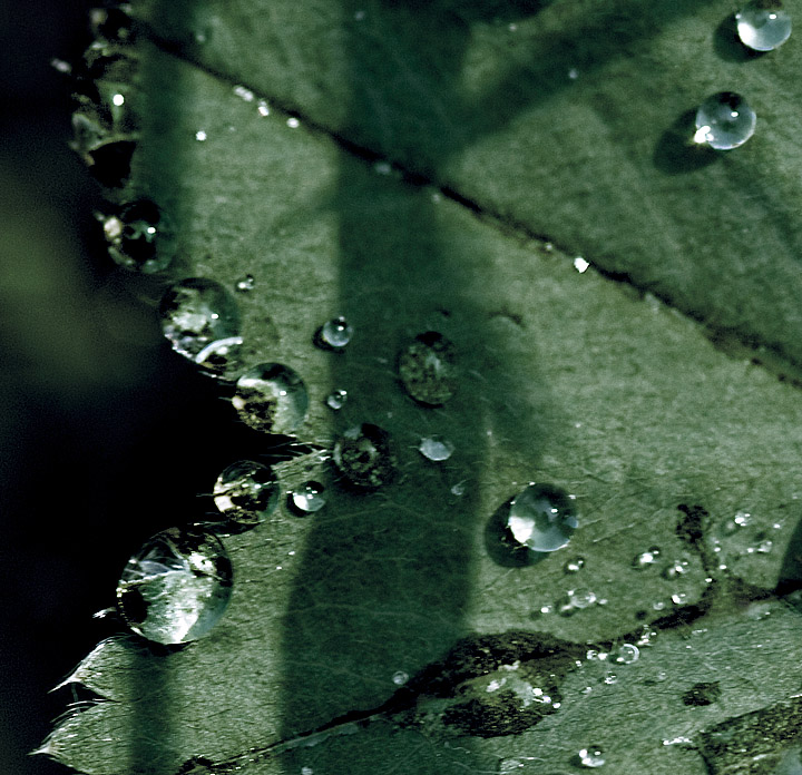 Dew drop