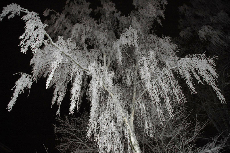 Tree of Ice