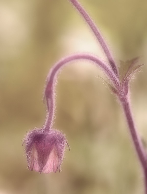 The King's meadow