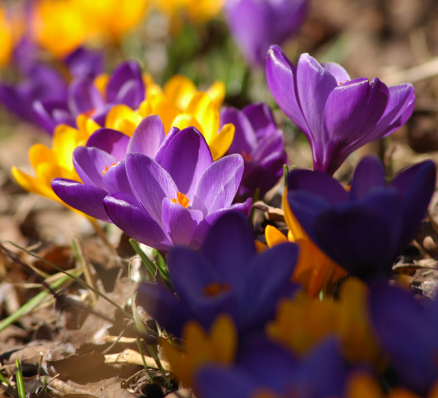 Spring flowers