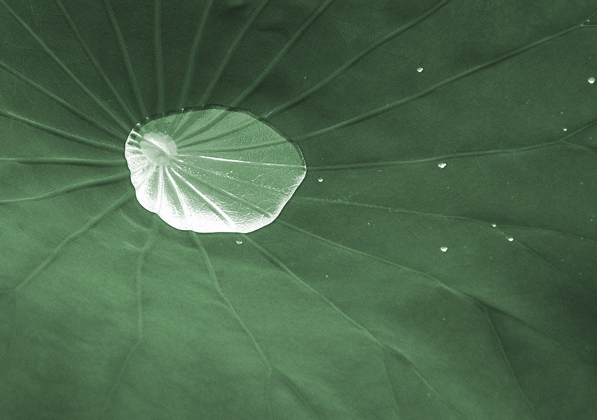 Lotus