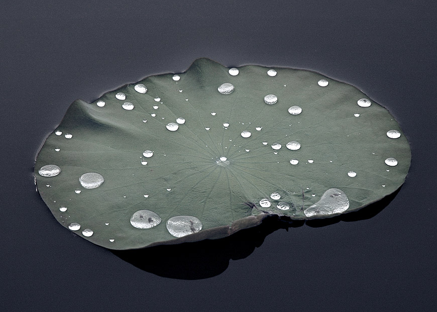 Lotus