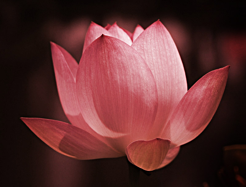 The Lotus