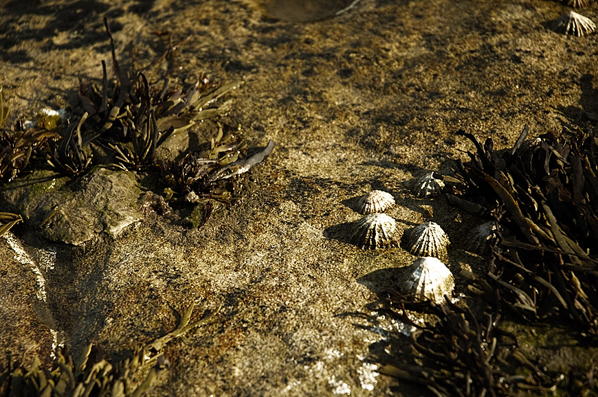 Shells