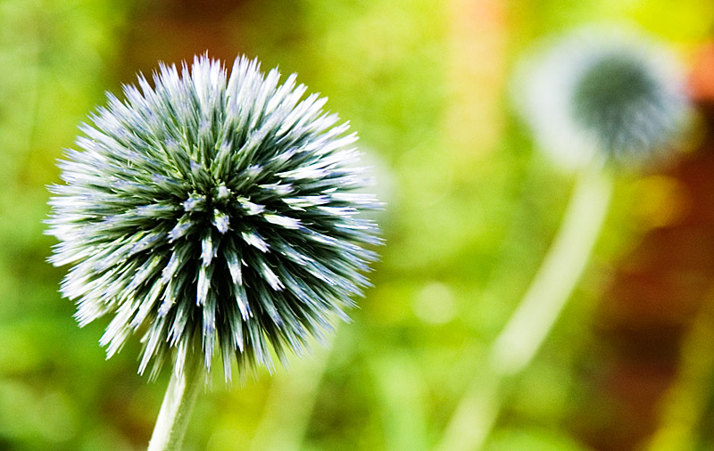 Hedgehog