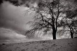 Tree at Skogskyrkog&aring;rden|507