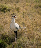 Secretary bird|746